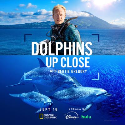 攝影師伯蒂與海豚零距離(台)/攝影師貝爾蒂與海豚零距離 Dolphins Up Close with Bertie Gregory (2025)