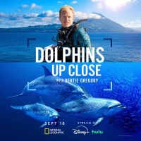 攝影師伯蒂與海豚零距離(台)/攝影師貝爾蒂與海豚零距離 Dolphins Up Close with Bertie Gregory (2025)
